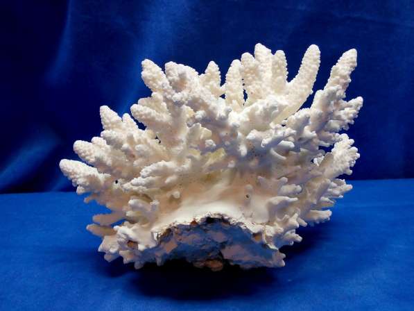 Коралл 23,5 - морской сувенир в Ялте фото 3