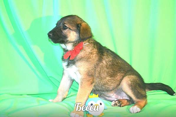 Щенки-девочки Беста, Бетти, Бесси Возраст 2 мес в Санкт-Петербурге фото 11