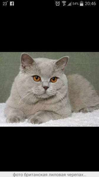 Зоотовары оптом и в розницу в