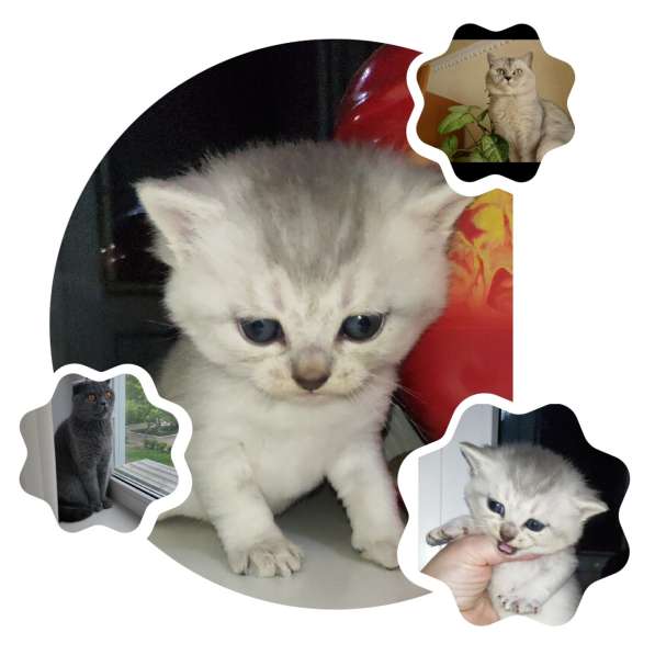 Продам шотландского котенка в фото 3