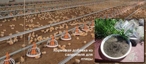 Добавка кормовая сапропелевая для домашней птицы в Астрахани фото 4