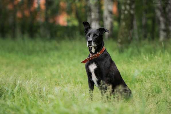 Статный красавец Виконт ищет семью в Москве фото 25