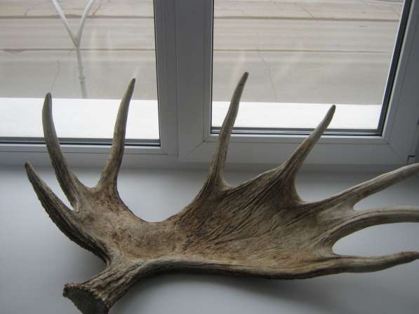 Продаю рога, красивые большие в Тольятти
