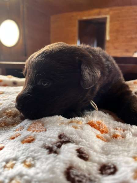 Продаётся щенок лабрадора в Домодедове
