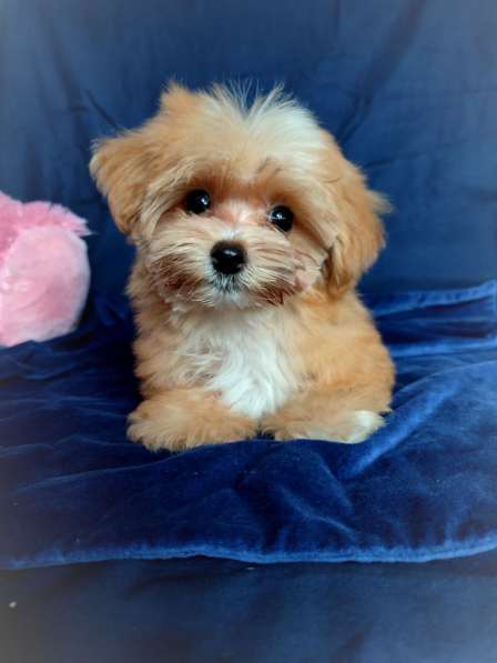 Щенок Той-Пуделя Кайа в фото 7