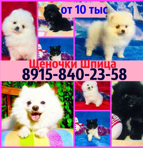 Щеночки Шпица. очаровательные!!!!!!!!! в Нерехте