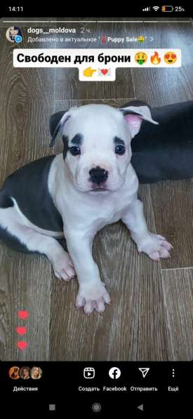 Мощные щенки амстаффа голубых кровей в фото 19