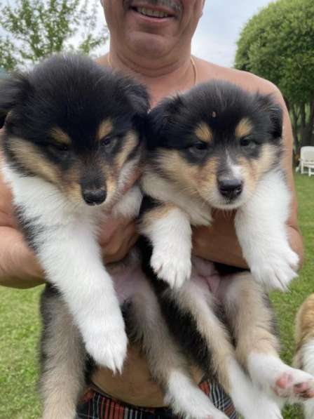 Щенок колли длинношёрстный в Екатеринбурге фото 24