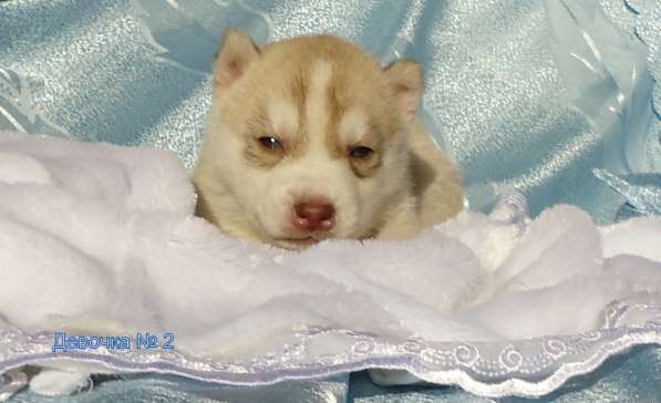 Продажа щенков Хаски в Новосибирске фото 41