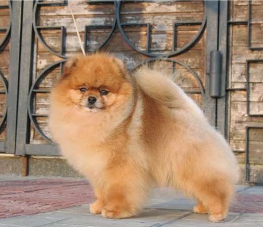 Шпицы мини мальчик и малая девочка в Зеленограде