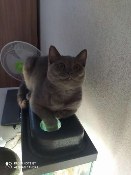 Шотландская кошечка в Кирово-Чепецке фото 6