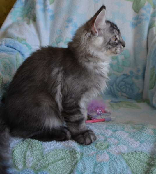 Свободны шикарные котята мэйн-куны редких окрасов в Москве фото 26