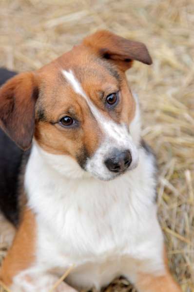 Метис бигля Мисти в дар в Москве фото 5