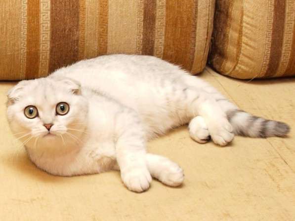 Шотландский вислоухий элитный котенок. Рыжее солнышко Персик в Санкт-Петербурге фото 3