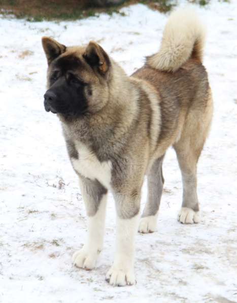 Чистокровные щенки Американской Акиты в Москве фото 7