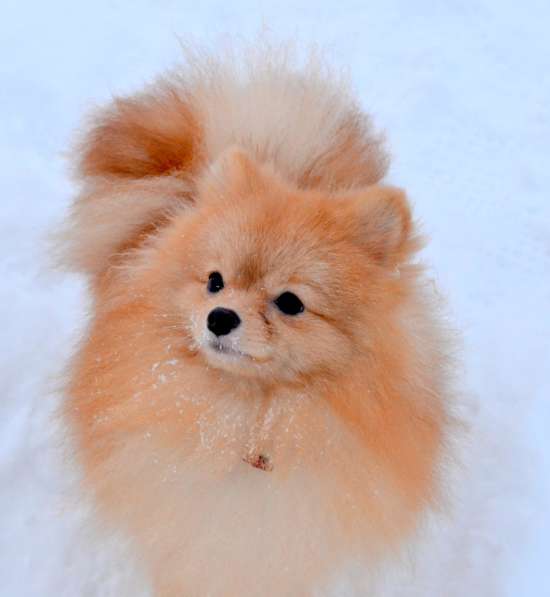 Продам молодого шпица (12 месяцев) в Санкт-Петербурге