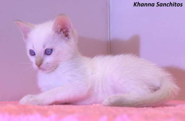 Тайские котята в Санкт-Петербурге фото 6