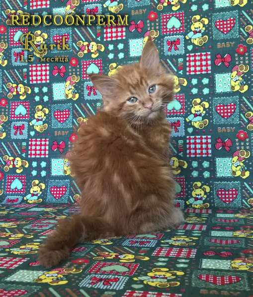 Кот мейн кун - Рюрик - уникального красного окраса в Тюмени