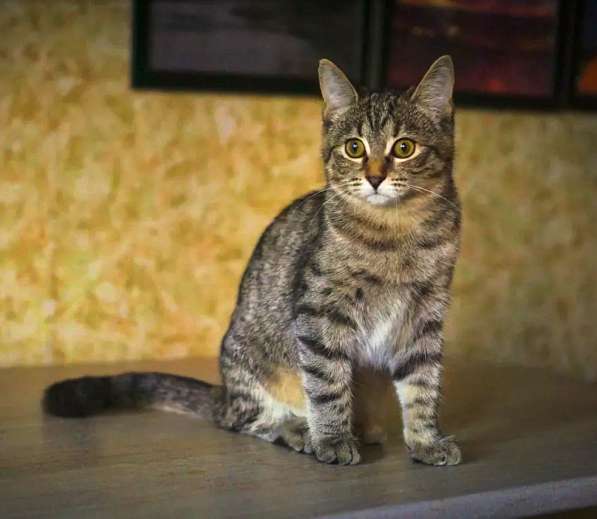 Кошечка Альфа в добрые руки в Москве фото 16