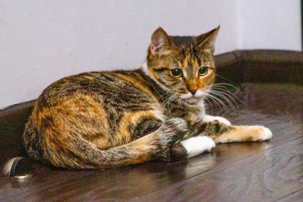 Кошечка Стеша - девочка с огоньком в добрые руки в Москве фото 7