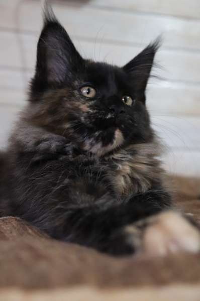 Кошка мейн-кун из питомника WCF в фото 7