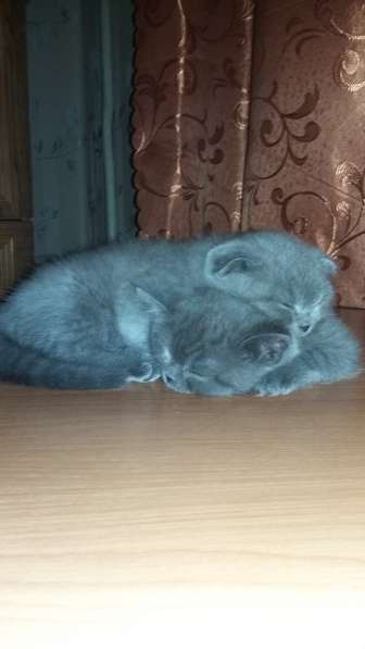 Котята бриташки вислоухий и прямоухий