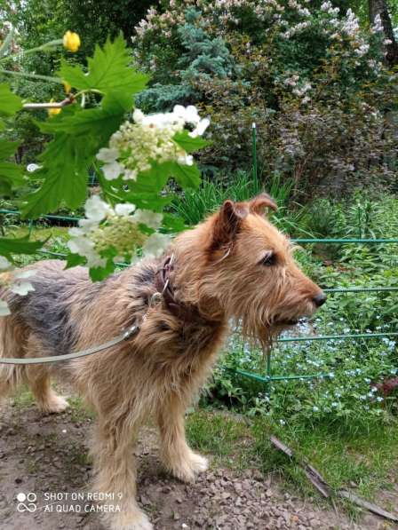 Мухтар ищет семью в Москве фото 18