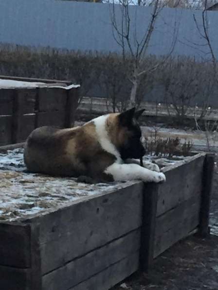 Акита в Ростове-на-Дону фото 65