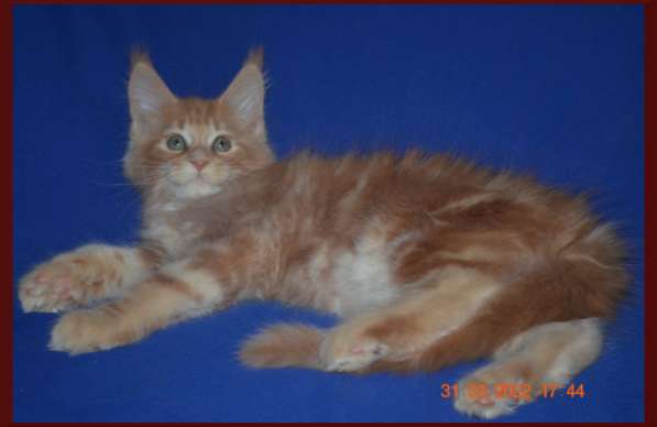 Роскошный черный котик мейн-кун из питомника в Астрахани фото 58