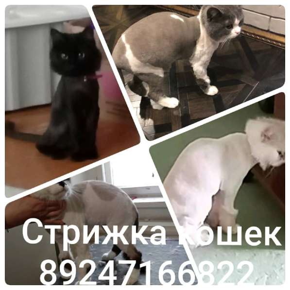 Груминг домашних животных в Усть-Илимске фото 3