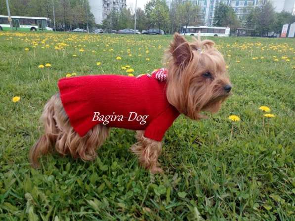 Вязаная одежда для собак в Москве фото 13