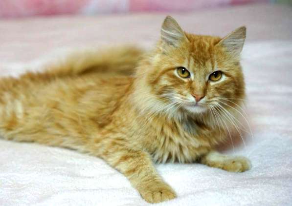 Рыжий кот в добрые руки в Москве фото 12