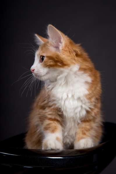 Курбобы- котята от Чемпиона Мира в Уфе