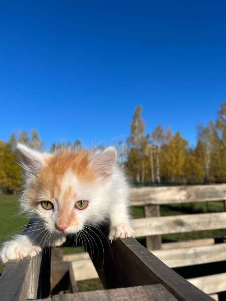 Лютик. Нано-представитель котиков в Москве фото 4