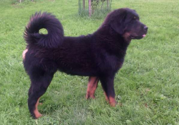 Тибетский мастиф - лучший страж на территории в Москве фото 192