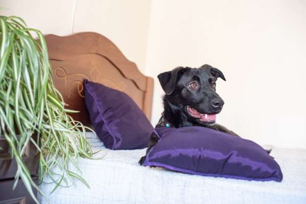 Линси - щенок метис лабрадора в дар в Москве фото 8