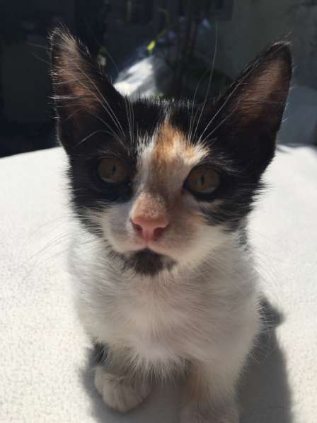 Котята в Кисловодске фото 54