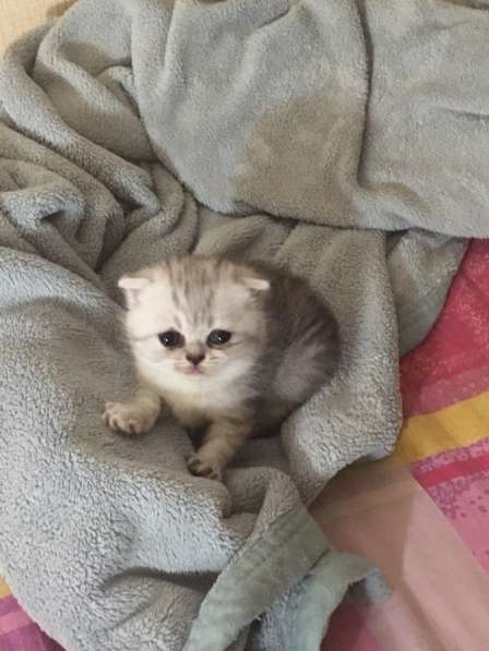 Котята Вислоухие Шотландские