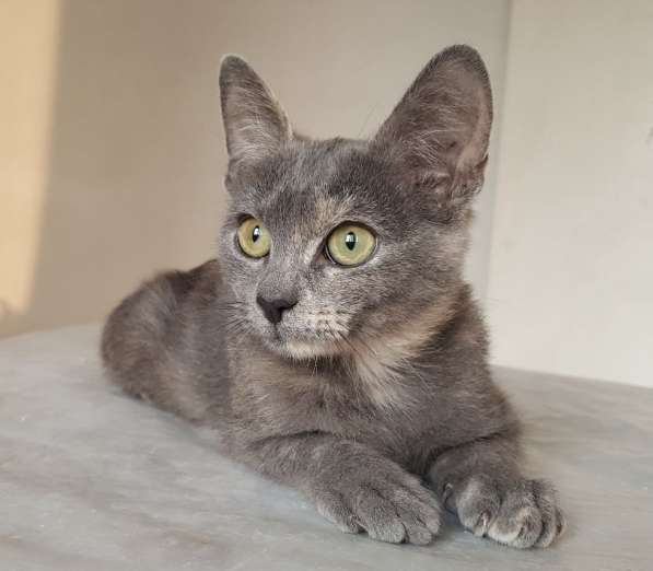 Котенок в добрые руки в Москве фото 11