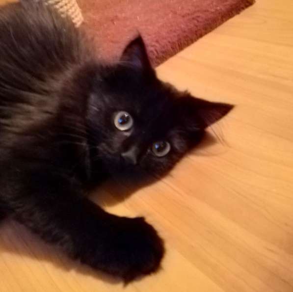 Котенок девочка в добрые руки в Москве фото 9