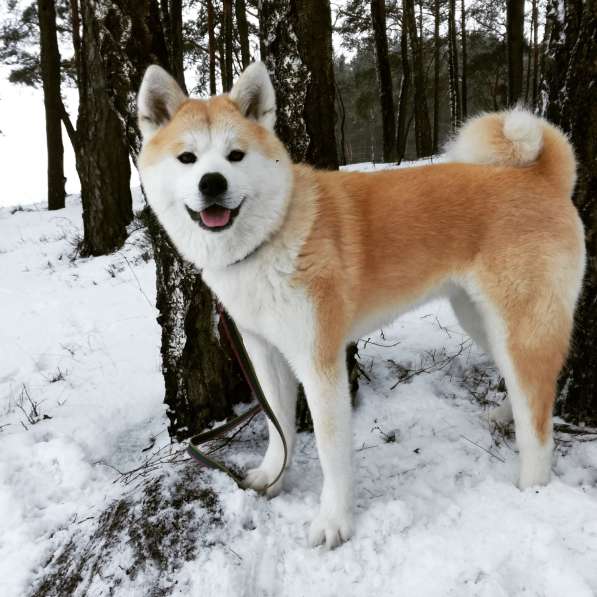 Щенки акита ину в фото 7