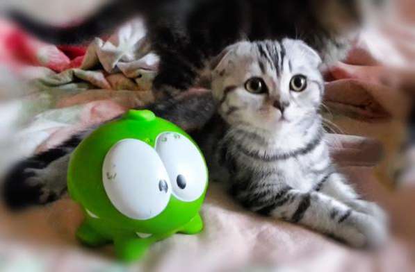 Шотландская принцесса