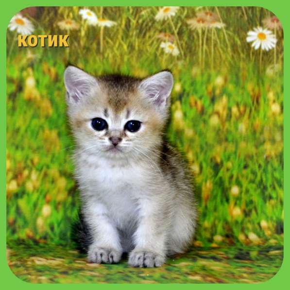 Британские золотые котик и кошечка в Москве фото 14