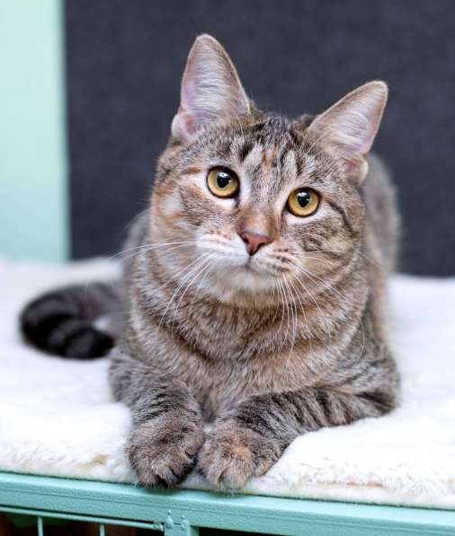 Серая полосатая ласковая котёнок Тея в дар в Москве фото 7