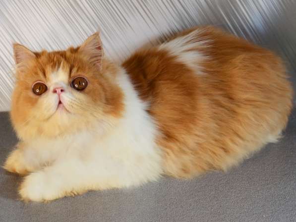 Персидский котёнок, котята персы в Нижнем Новгороде
