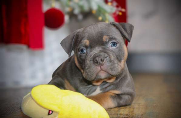 Девочка американского булли