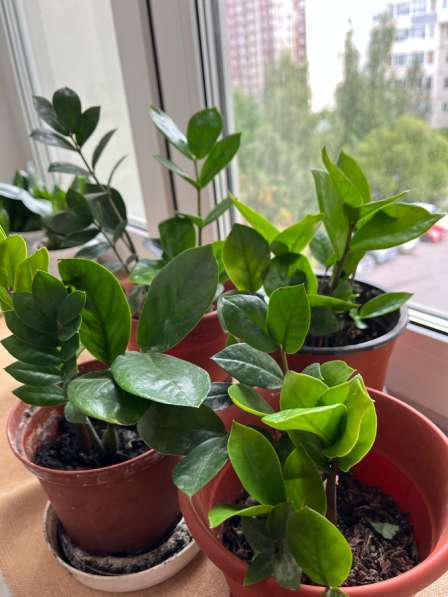 Долларовое дерево