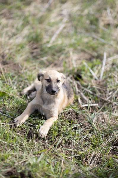 Ласковые щенята в Санкт-Петербурге фото 10