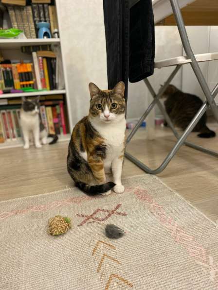 Трехцветное счастье - кошечка Мурашка ищет дом! в Москве фото 5