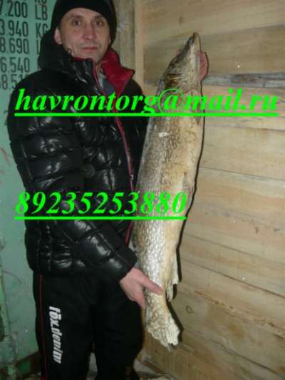 Северная рыба в Кемерове фото 7